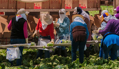 Image of lettuce workers